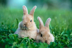 Як прекрасно називати кролика і навчати до імені? Як прекрасно називати кролика і навчати до імені?